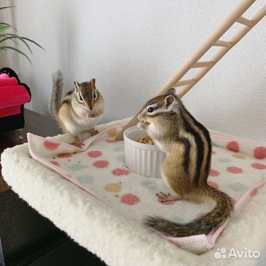 Бурундучата этого года