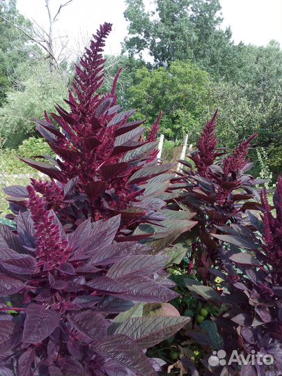 Семена амарантов