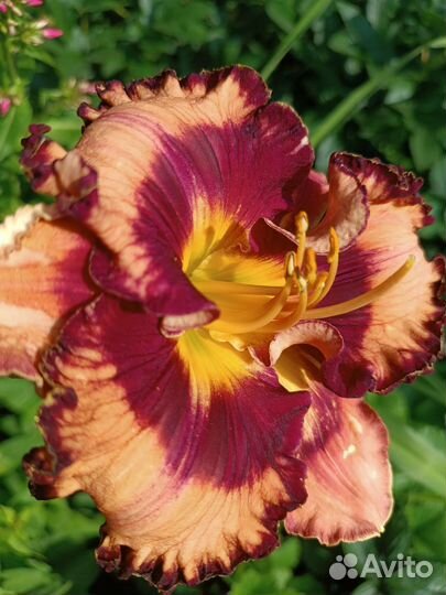 Лилейники (делянки)