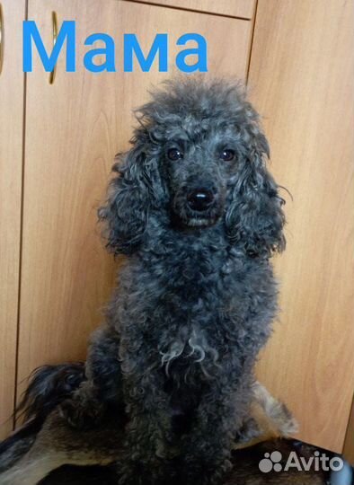 Щенки карликового пуделя