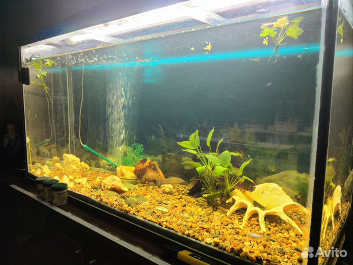 Аквариум 200 литров