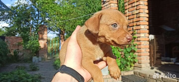 Щенки в добрые руки в дар