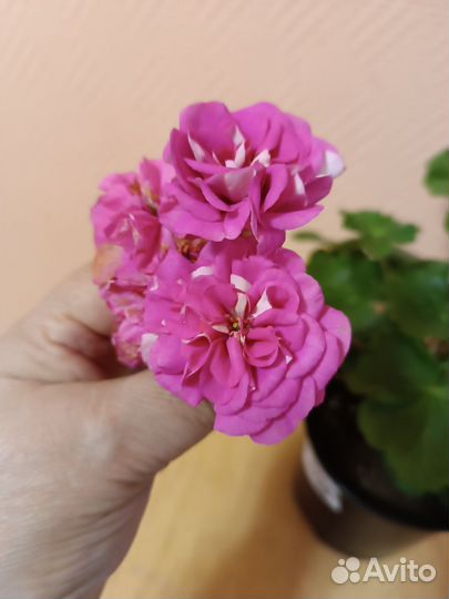 Пеларгония сортовая