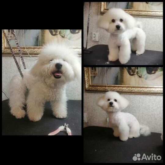 Грумер на дому