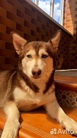 Чудная собака ищет дом