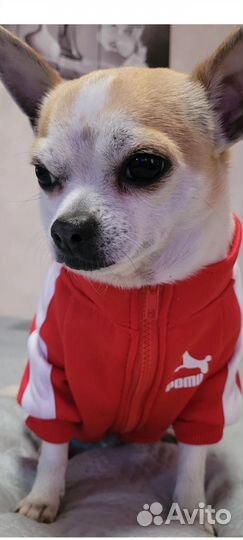 Толстовка для собак, кошек