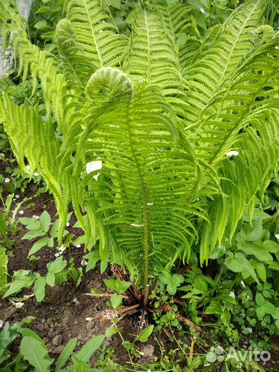 Папоротник