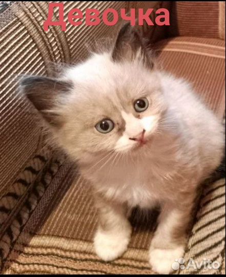 Котята в добрые руки) 1,5 мес