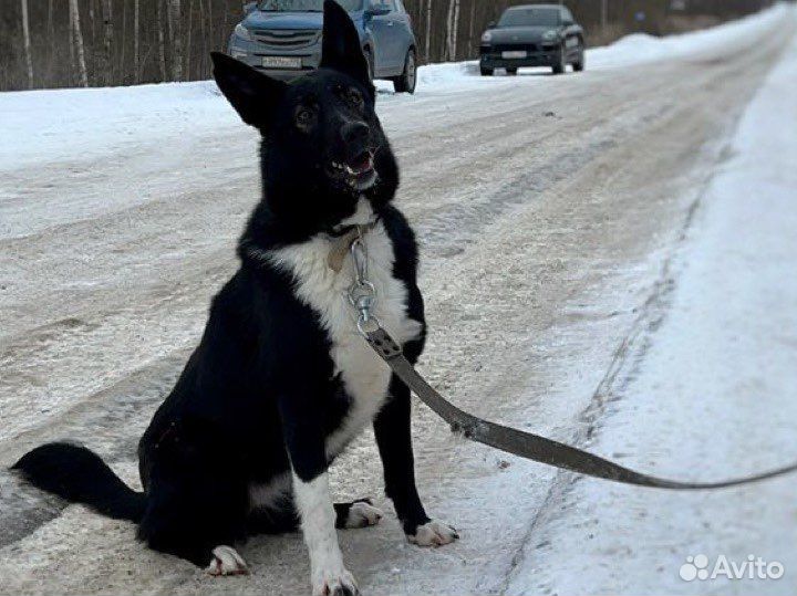 Милая Соня лишилась дома #собака