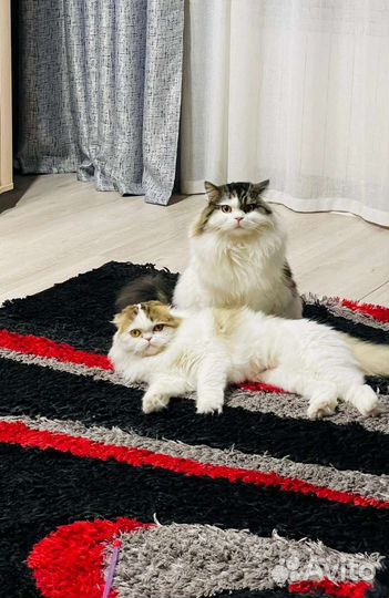 Передержка вашего любимца на время отпуска