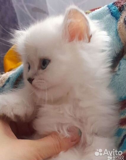 Шотландская вислоухая