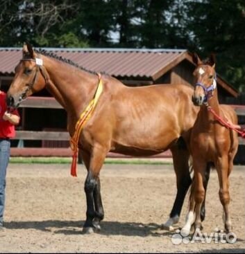 Ганноверский жеребец на случку