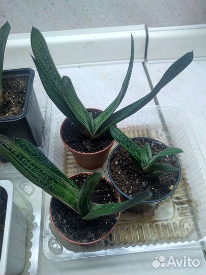 Гастерия суккулент