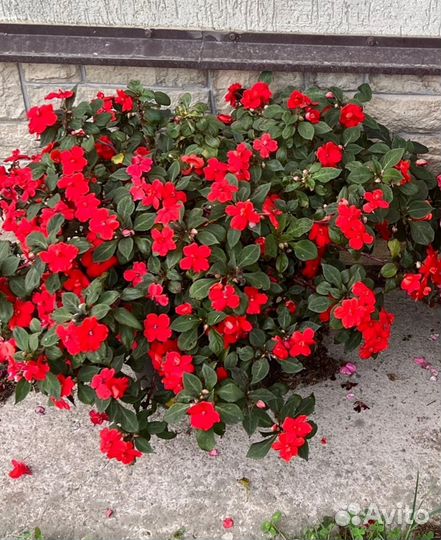 Лантана.Бальзамин