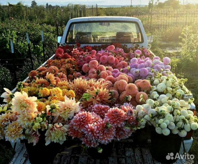 Георгины сортовые