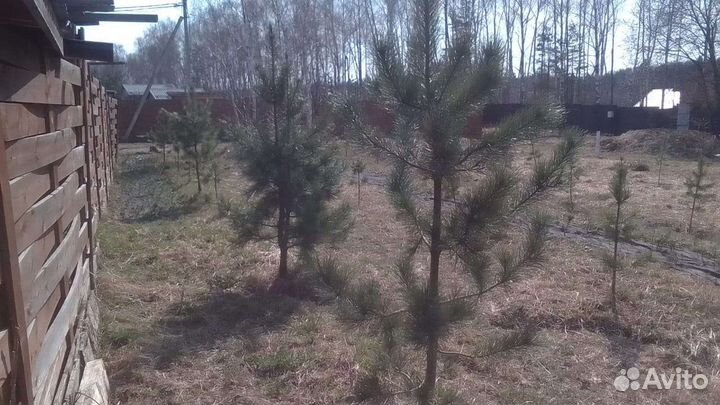 Саженцы сибирского кедра, кедровые орехи