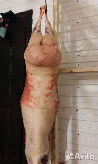 Бараны, овцы, ягнята