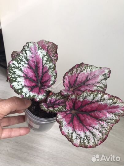 Бегония декоративно-лиственная
