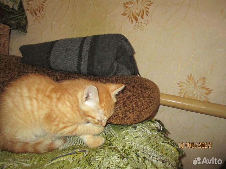 2 котёнка-девочки