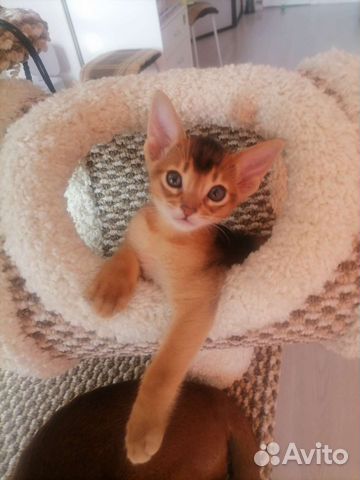 Абиссинский котик