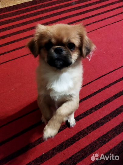Собаки щенки пекинес