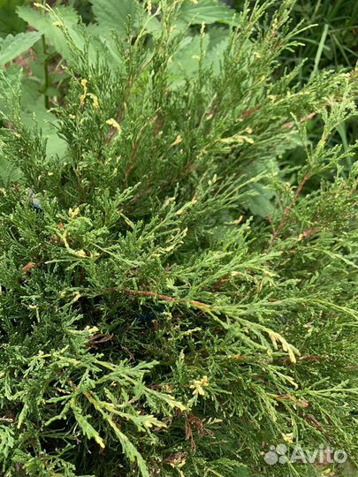 Можжевельник пестрый