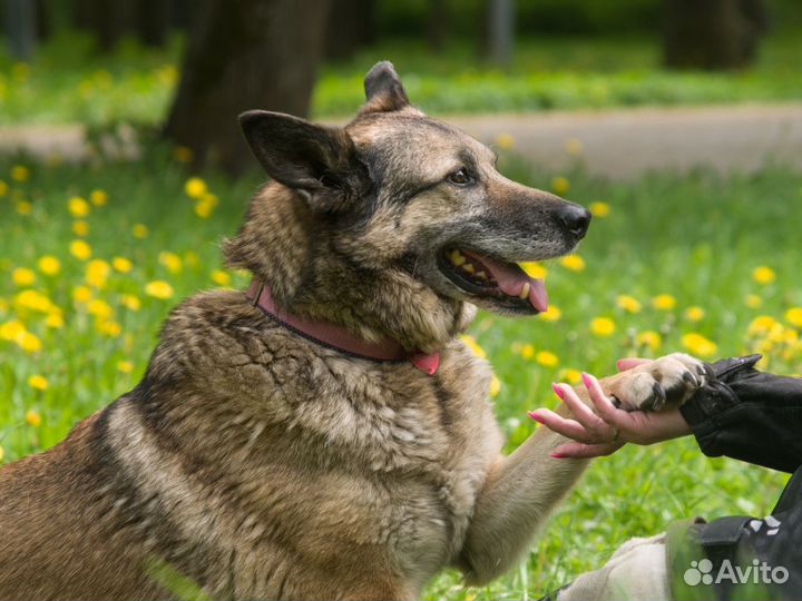 Чудесная Ева ищет дом