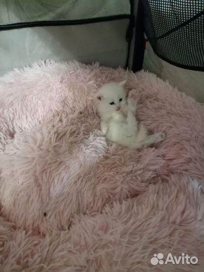 Котята мейн-кун