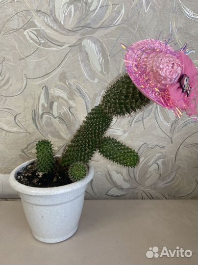 Комнатные цветы бесплатно