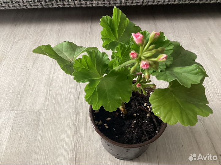 Пеларгония герань