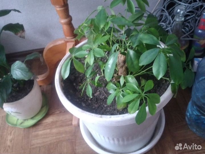 Комнатные растения цветы