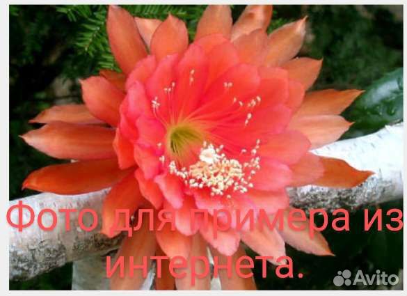 Эпифиллум perry J (черенок)