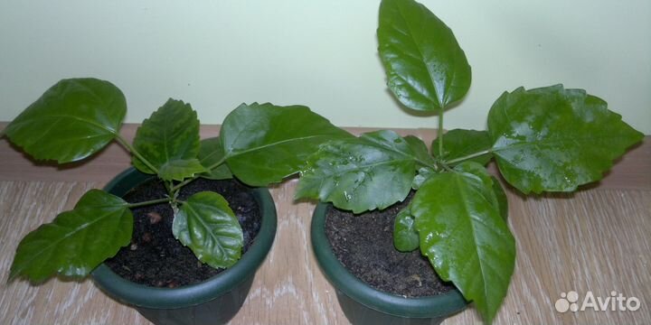 Гибискусы разные