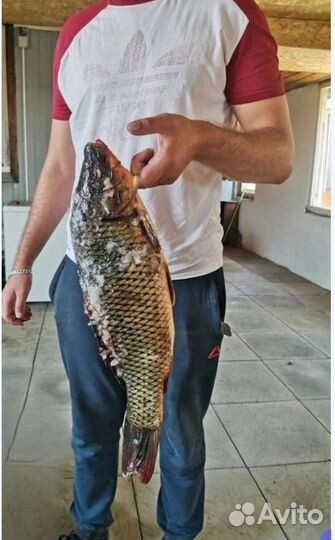 Свежая речная рыба