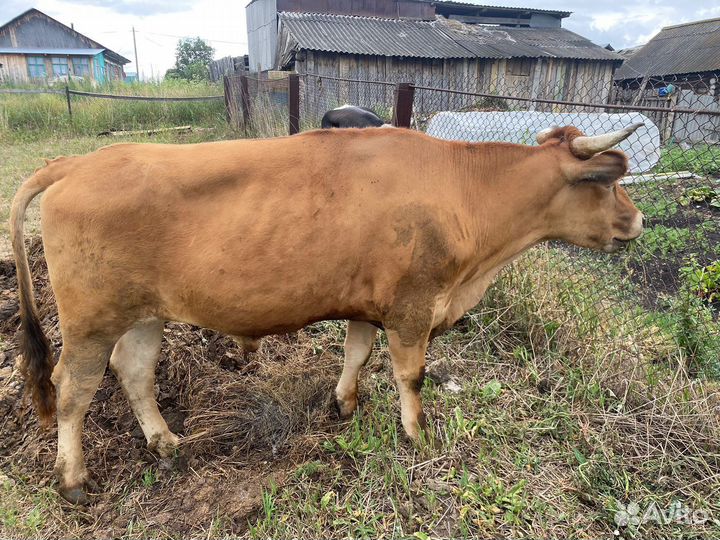 Бык на мясо
