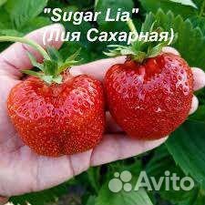 Рассада клубники Купчиха и Лия Сахарная