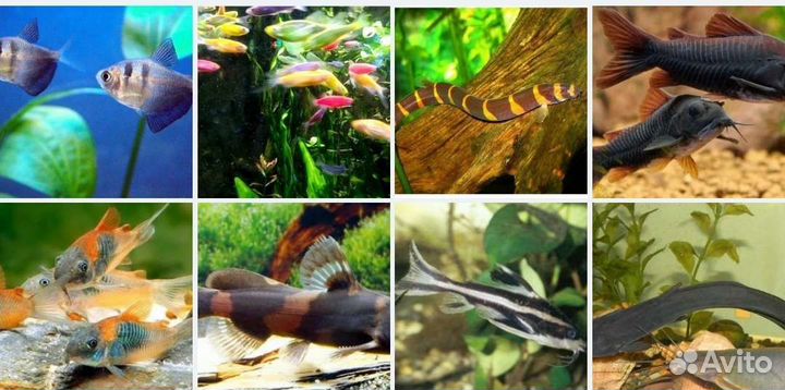 Рыбки в наличи