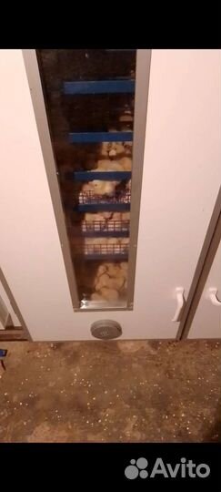 Домашний бройлера вес от 1.8 до 2.5кг.Опт,розница