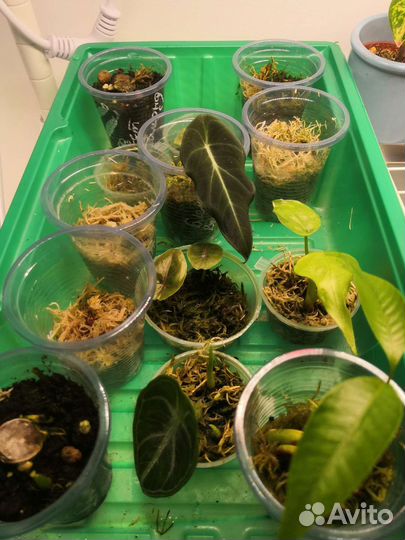 Алоказии взрослые и дети. Обновляемое