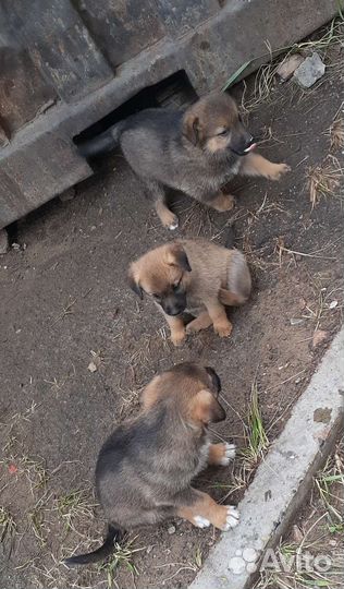 Щенки от умной собаки дворянских кровей