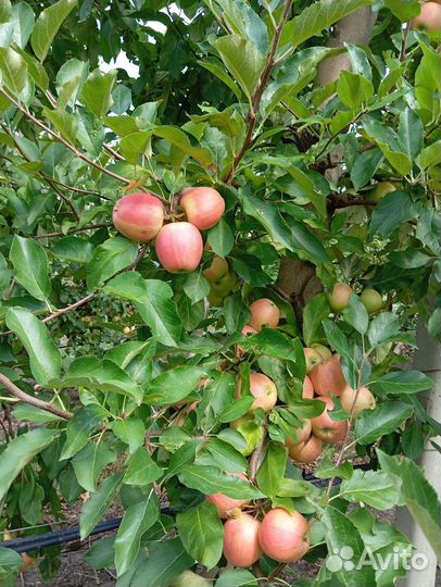 Яблоки *гала-шнига*