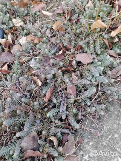 Седумы разные