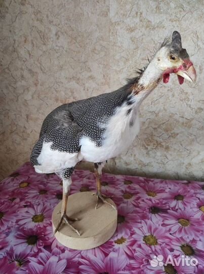 Чучело птицы