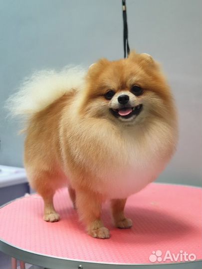 Стрижка собак и кошек груминг тримминг