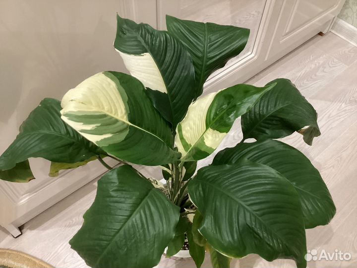 Домашние Спатифиллумы
