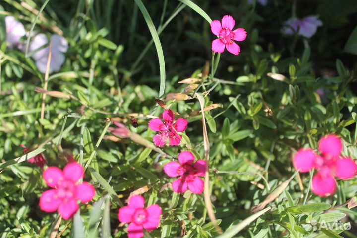 Гвоздика многолетняя