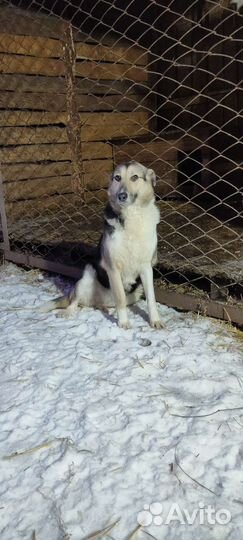 Собачка компаньон в добрые руки