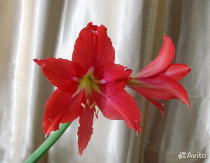Амариллис прекрасный
