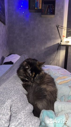 Передержка животных