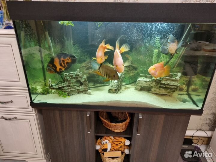 Аквариум с рыбками